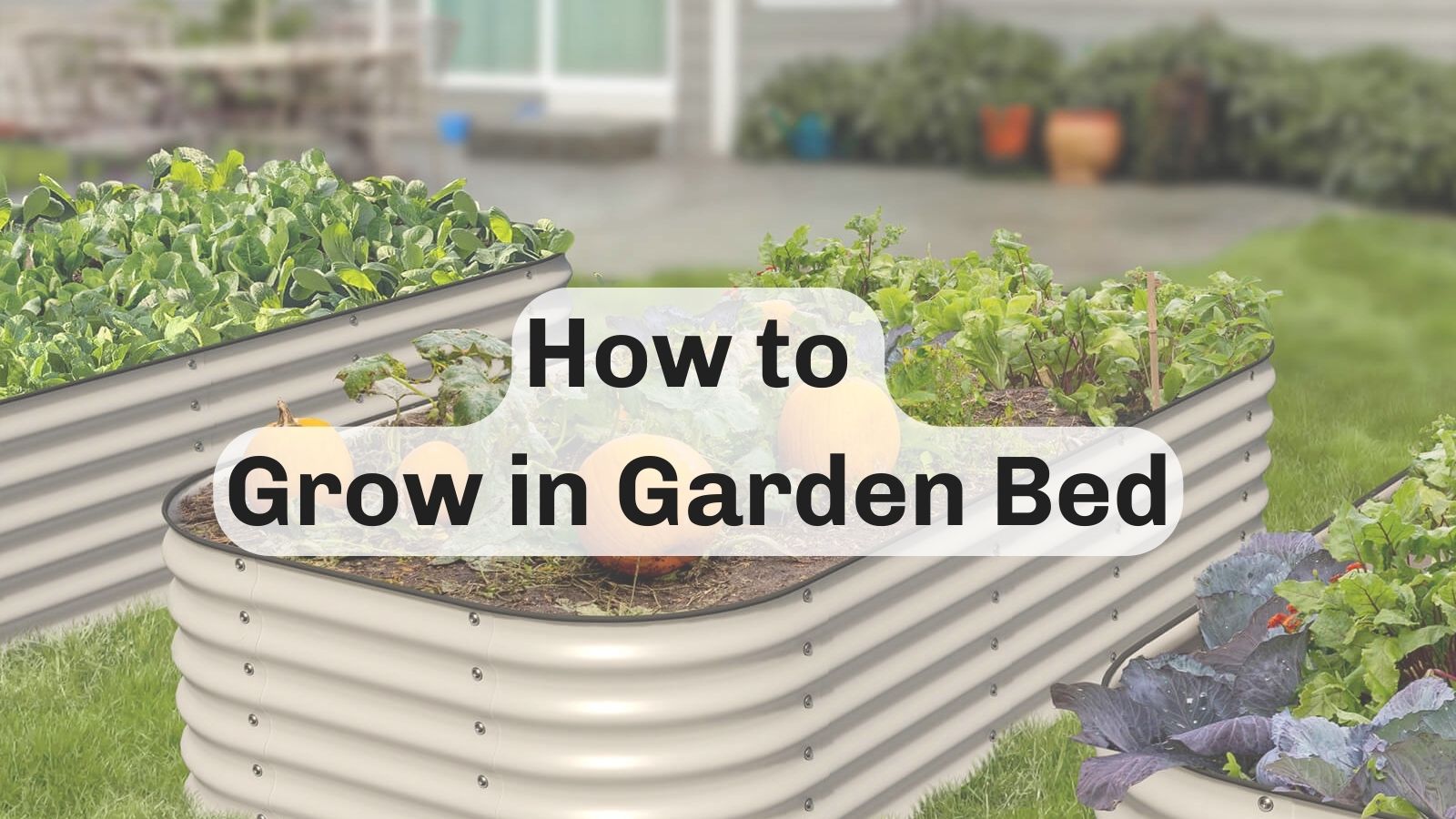 Raised Beds in a Greenhouse: The Secret to Growing Yummie Greens All Year Long