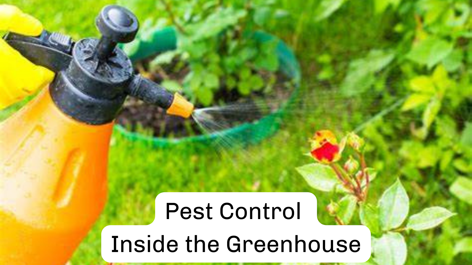 Pest Control Inside the Greenhouse