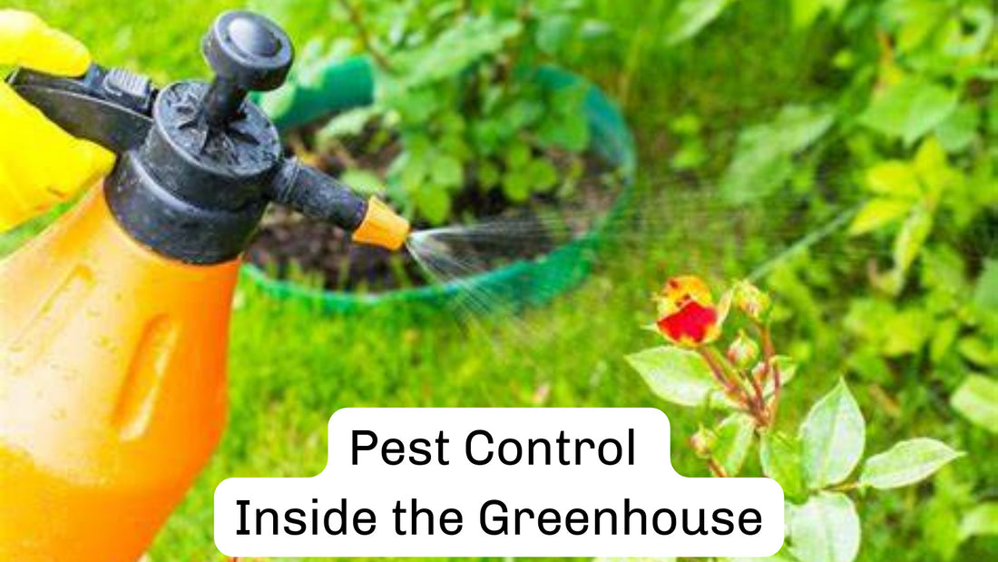 Pest Control Inside the Greenhouse – Dive To Garden