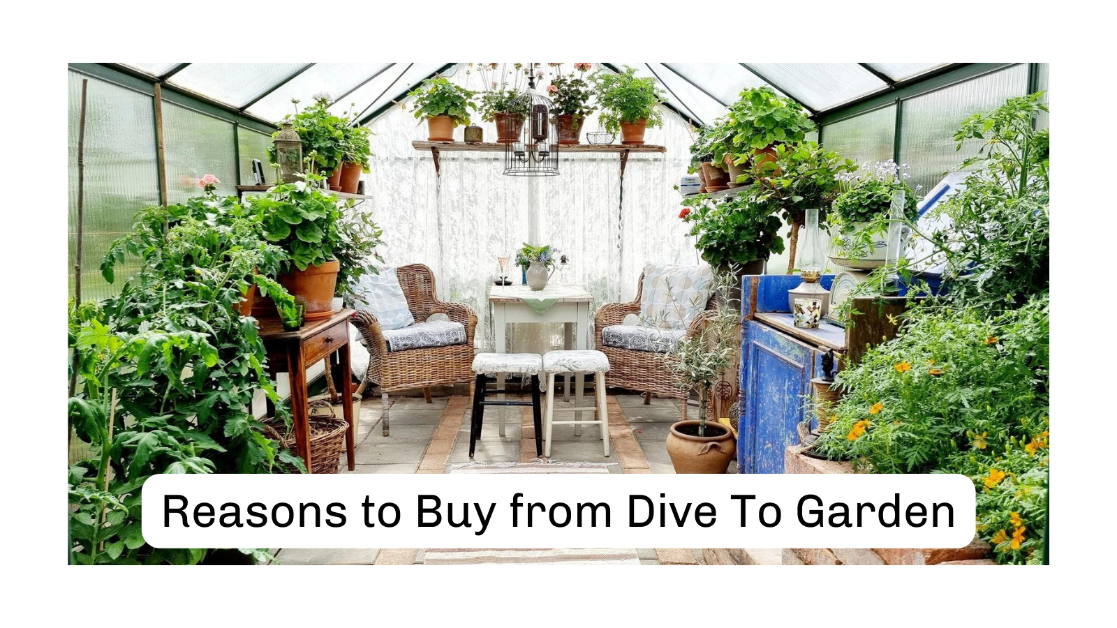 Reasons to Buy from Dive To Garden