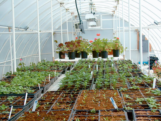 All Season Greenhouse