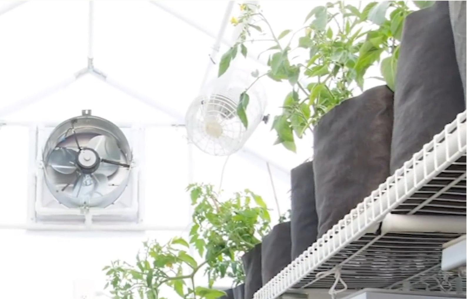 Solexx® Greenhouse Circulation Fan - Dive To Garden