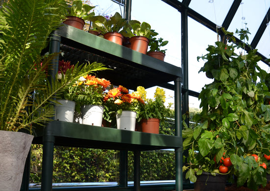 All Season Greenhouse